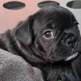 French Bulldogs from The French Bulldog Revolution
