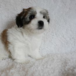 Coton de Tulear Puppies from Buttercup Cotons of Texas