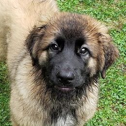 Leonbergers from Quinnehtukqut Leonbergers