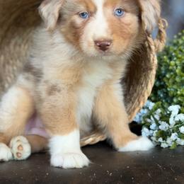 Jasper-has tail-many videos - Red merle male Australian Shepherd puppy in Troy, South Carolina from Australian Shepherds of 3/W Farms