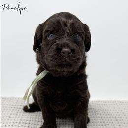 Penelope - Chocolate female Australian Labradoodle puppy in Sacramento, California from Little Farmstead Labradoodles