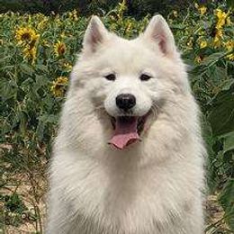 Korbel - Samoyed