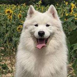 Korbel - Samoyed
