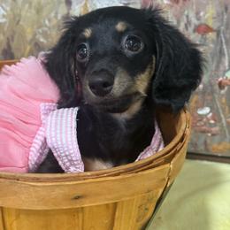 Miss Molly.  2700.00 - Black and cream female Dachshund puppy in Oscoda, Michigan from Northland Dachshunds