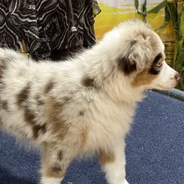 Australian Shepherds, Miniature Australian Shepherds, and Toy Australian Shepherds from Triple Lake Ranch Miniature Australian Shepherds