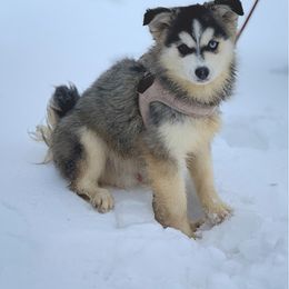 Drake - Wolf sable male Pomsky puppy in Lewiston, Minnesota from Family Pomsky