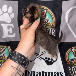 Sable - Black sabled fawn female Chihuahua puppy in Clarksville, Indiana from Fabulous little paws