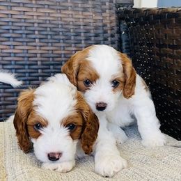 Bernedoodle and Cavapoo Puppies from Utah Mountain Doodles