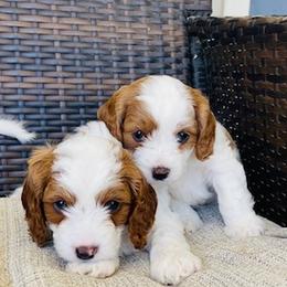 Bernedoodle and Cavapoo Puppies from Utah Mountain Doodles