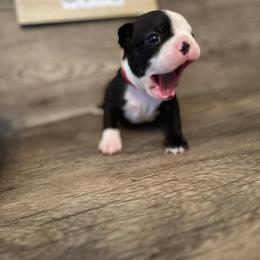 Boston Terrier Puppies from Baldwins Boston Terriers