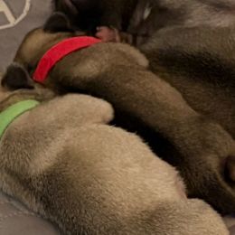 Dick (O'Toole) - Fawn male Pug puppy in Frisco, Texas from RD Pugs