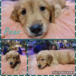 Pear - Dark golden female Golden Retriever puppy in Greensburg, Kentucky from Southern Springs Goldens