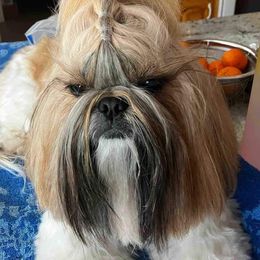 Yarich - Shih Tzu