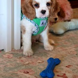 Aspen - Blenheim male Cavalier King Charles Spaniel puppy in Marshfield, Missouri from Puppyloversplace