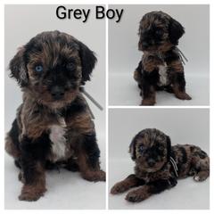 Grey - Silver male Whoodle puppy in Kalispell, Montana from Countryman Whoodles