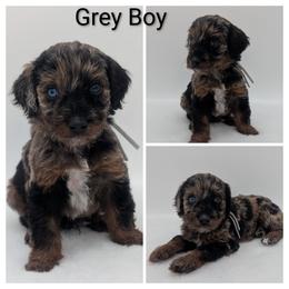 Grey - Silver male Whoodle puppy in Kalispell, Montana from Countryman Whoodles