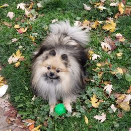 Pomeranian Puppies from Picky Chic Pomeranians