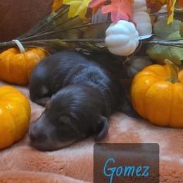 Gomez - Black and tan male Dachshund puppy in Price, Utah from Smiling Dog Dachshunds