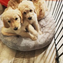 Goldendoodle Puppies from King Family Doodles