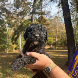 Coal - Blue male Poodle puppy in Osyka, Mississippi from Southern Sunshine Standards