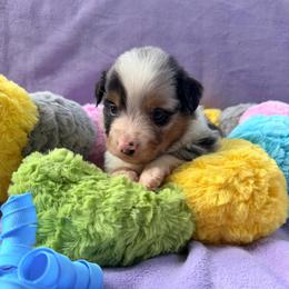 Blue merle male 1 - Black tri male Miniature American Shepherd puppy in Connecticut from Novus Kennels