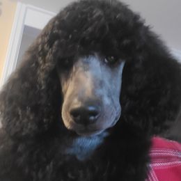 Girl 2 - Poodle puppy in Browns Mills, New Jersey from Shallow Bay Standard Poodles