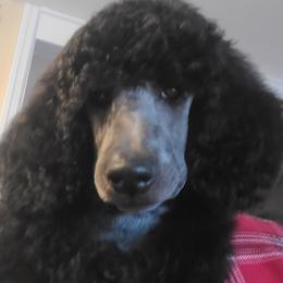 Girl 2 - Poodle puppy in Browns Mills, New Jersey from Shallow Bay Standard Poodles
