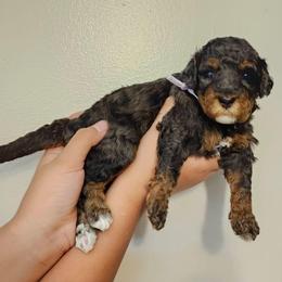 Gummy Bear - Tri-color female Bernedoodle puppy in Decatur, Georgia from So Adoodable