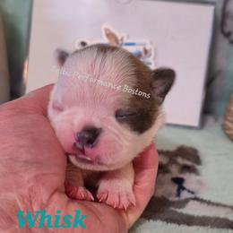Girl 2 - Blue female Boston Terrier puppy in Griffin, Georgia from Celtic Kennel Bostons