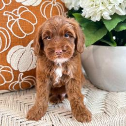 Pluto - Caramel red male Australian Labradoodle puppy in Palmdale, California from Pixie Doodle Paws