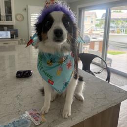 Toy Australian Shepherd All Grown Up from Under the Oak Aussies