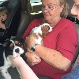 Australian Shepherd and Cavalier King Charles Spaniel Puppies from Spectacular Aussies and Cavaliers