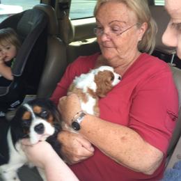 Australian Shepherd and Cavalier King Charles Spaniel Puppies from Spectacular Aussies and Cavaliers
