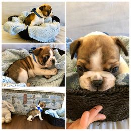 French Bulldog Puppies from Frenchie Paws