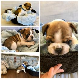 French Bulldog Puppies from Frenchie Paws