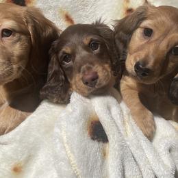 Dachshunds from Devoted Doxies
