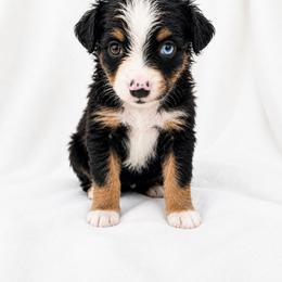 Nash - Black tri male Miniature Australian Shepherd puppy in Louisville, Mississippi from Kristy’s Kennels
