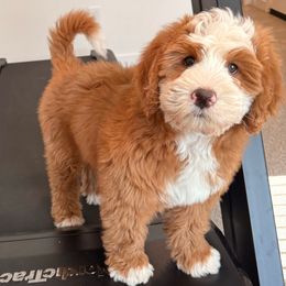 Pongo - Bernedoodle