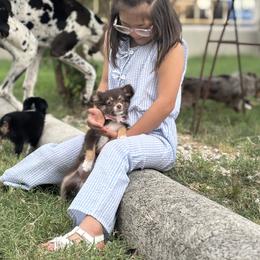 Toy Australian Shepherd Puppies from Carlsbad Toy Aussies