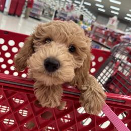 Goldendoodle Puppies from Oxfordshire Goldendoodles