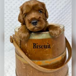Biscuit - Red male Australian Labradoodle puppy in Sacramento, California from Delta Breeze Labradoodles