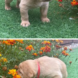 Red - Labrador Retriever puppy from Ruff Roads Labradors