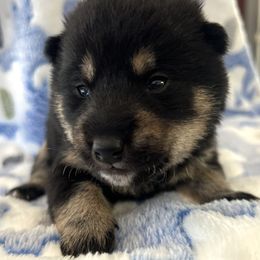 Kuro x Kitty Bravo Boy 1 - Black and tan male Shiba Inu puppy in Brecksville, Ohio from Shomaisou Shiba Inu