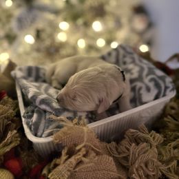 Black Collar - Light golden male Golden Retriever puppy in Stedman, North Carolina from Wise-Taylor Goldens
