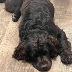 Boykin Spaniel All Grown Up from Dixie Darlin Boykins