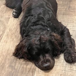 Boykin Spaniel All Grown Up from Dixie Darlin Boykins