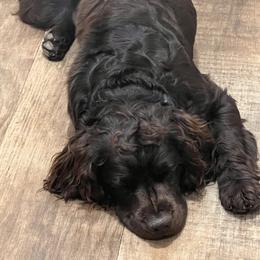 Boykin Spaniel All Grown Up from Dixie Darlin Boykins