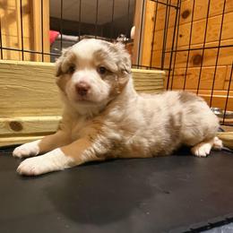 Chai - Red merle female Australian Shepherd puppy in Holly, Michigan from Groveland's Haus of Aus