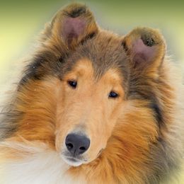 Chandler - Collie