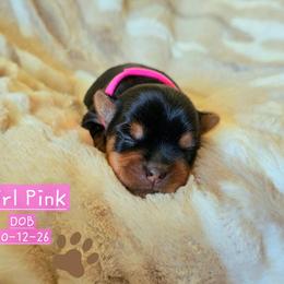 Noelle - Black and tan female Yorkshire Terrier puppy in Nitro, West Virginia from Kathryn's Yorkies